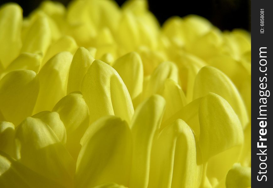 Bright yellow petals of a lovely fall mum. Bright yellow petals of a lovely fall mum.