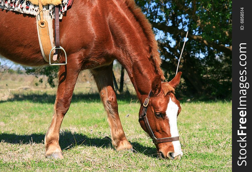 French Saddle Horse feeding on grass.