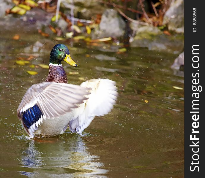 Photograph of mallard in the pond