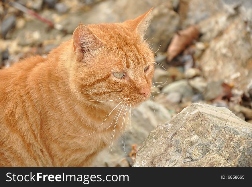 Wild cat on rock near sea