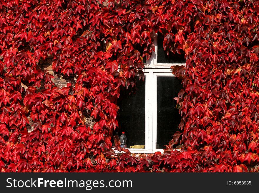 Red leaves,Fall, Brugge, Belgium. Red leaves,Fall, Brugge, Belgium