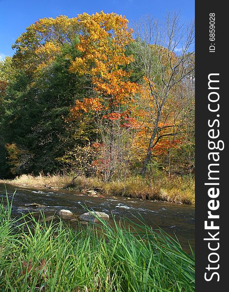 Trees in the autumn standing behind a creek with tall grass in the foreground. Trees in the autumn standing behind a creek with tall grass in the foreground.