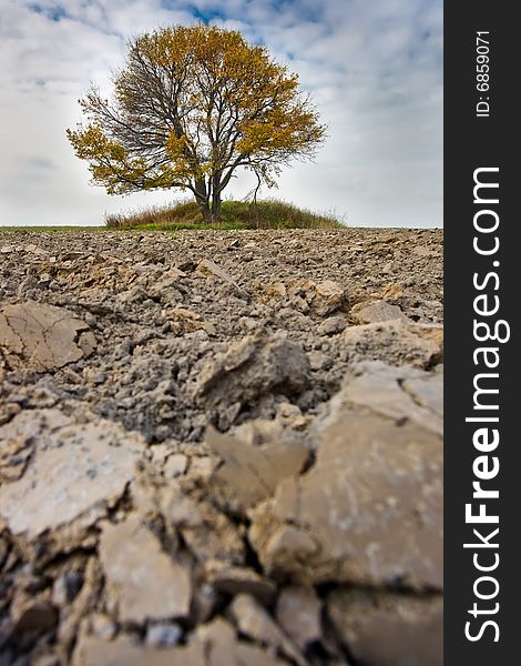 Lonely fall tree in the middle of the field