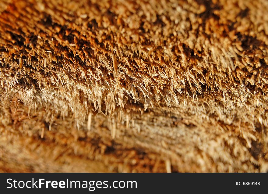 Sawed wood, transversal trunk section