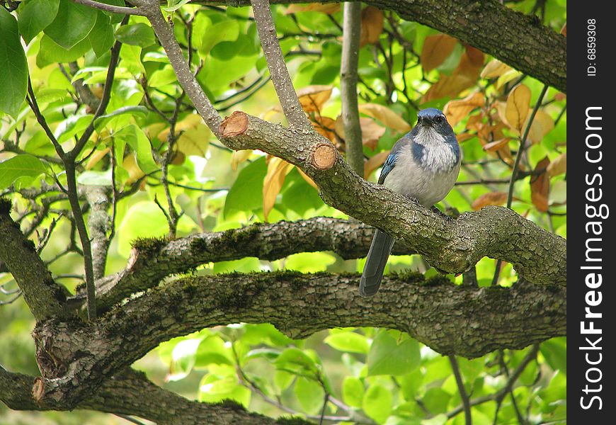 A blue bird sitting on a branch in a tree. A blue bird sitting on a branch in a tree