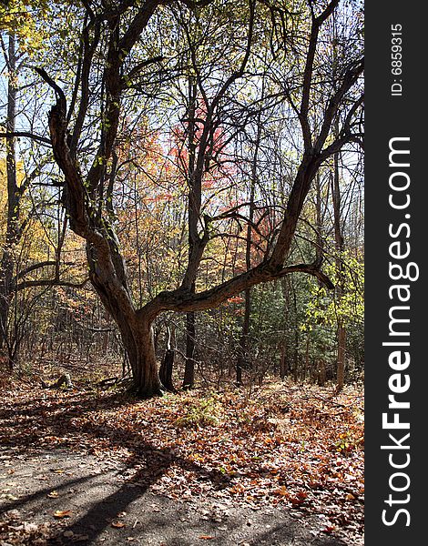 Pretty autumn scene in the woods next to a hiking trail