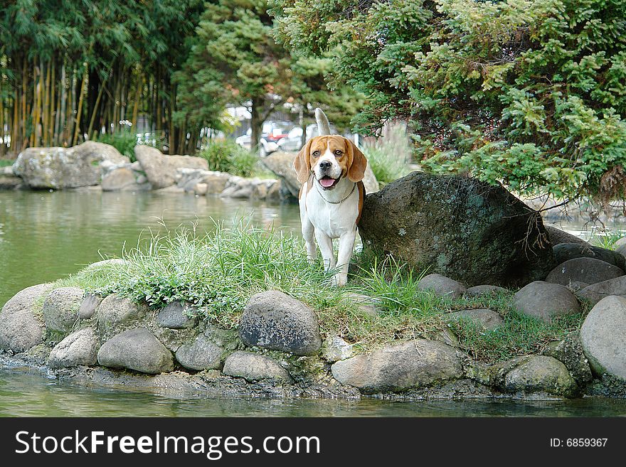 Pure breed beagle dog standing at a lake. Pure breed beagle dog standing at a lake