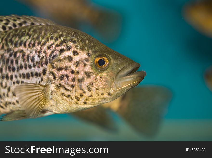 Close up colorful tropical fish in a aquarium. Close up colorful tropical fish in a aquarium