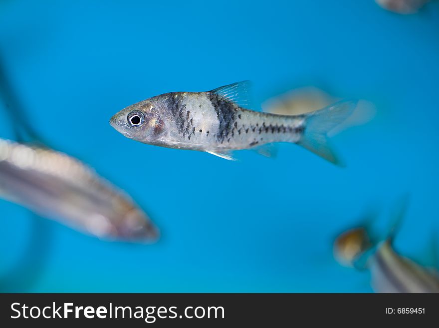 Close up colorful tropical fish in a aquarium. Close up colorful tropical fish in a aquarium