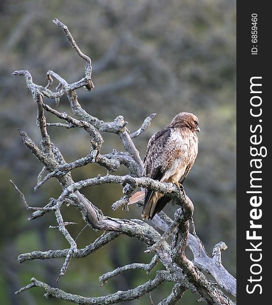 Red-tailed hawk perched in oak tree