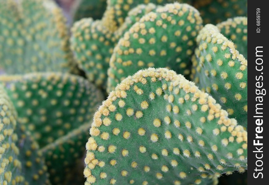 Close up on green cactus