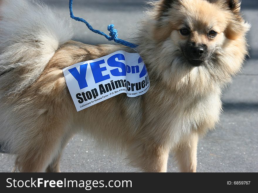 Cute Dog and 2008 Election - stop animal cruelty