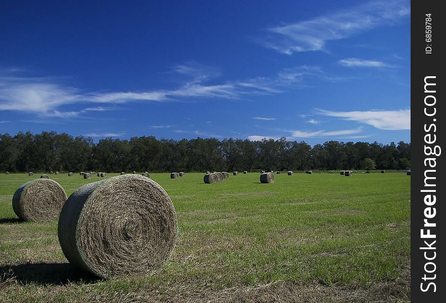 Fall Hay Color 2