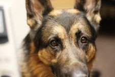 Dog German Shepherd And Her Face Royalty Free Stock Photo Dog German Shepherd And Her Face Royalty Free Stock Photo