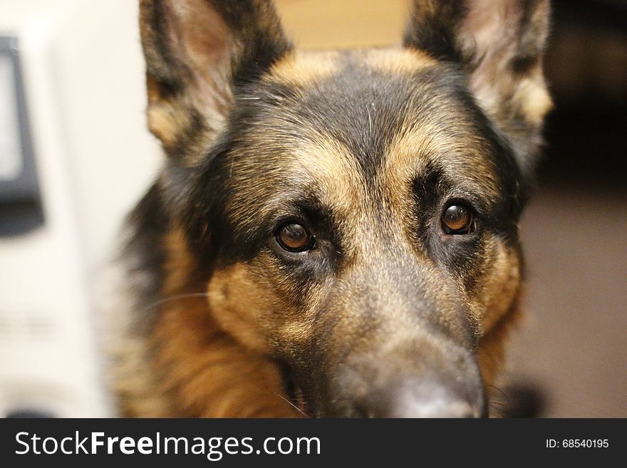 Dog German shepherd in the room and her face. Dog German shepherd in the room and her face