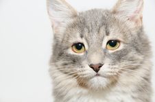 Portrait Gray Cat Stock Photo