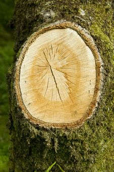 Tree Cross Section Royalty Free Stock Photography