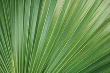 Green Palm Leaf Royalty Free Stock Photography Green Palm Leaf Royalty Free Stock Photography