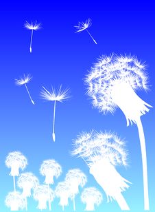 White Dandelions And Blue Sky Stock Photos White Dandelions And Blue Sky Stock Photos