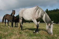 Horse With Foal Royalty Free Stock Photos Horse With Foal Royalty Free Stock Photos