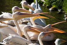 Pelicans Royalty Free Stock Photos Pelicans Royalty Free Stock Photos