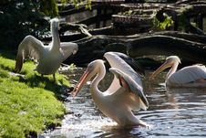 Pelicans Stock Image Pelicans Stock Image
