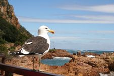 Sea Gull Royalty Free Stock Photo Sea Gull Royalty Free Stock Photo