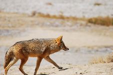 Desert Coyote Stock Photo Desert Coyote Stock Photo