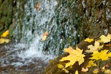 Autumn Leaves Royalty Free Stock Photo Autumn Leaves Royalty Free Stock Photo