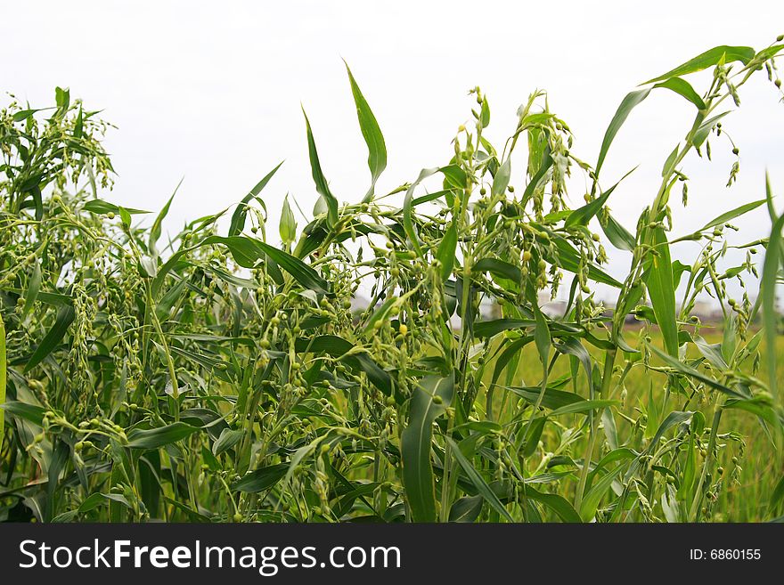 Growing corn in the fieldã€‚