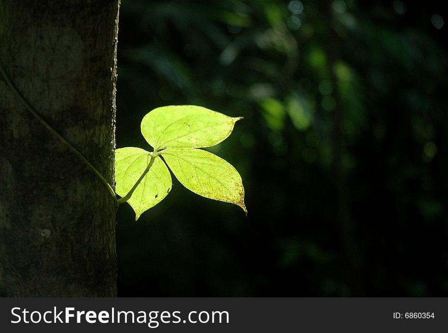 A Leaf Of A Tree