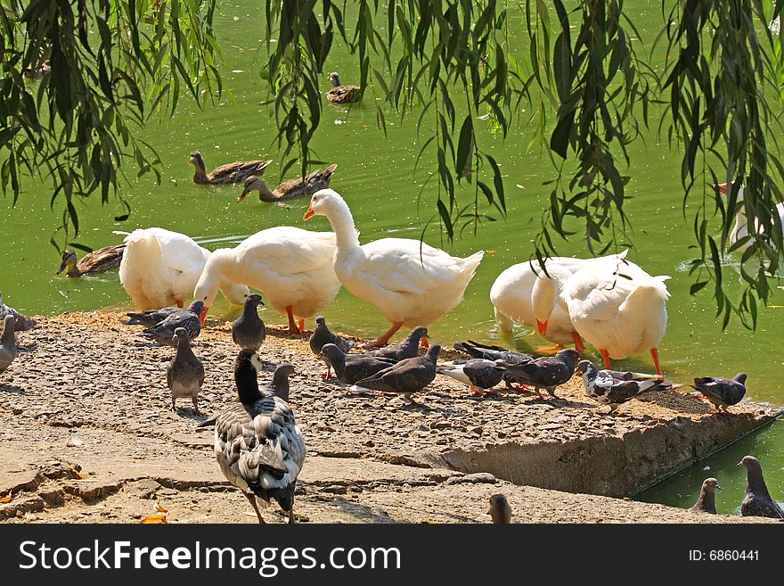 Flock of the geese and pigeons flock near water. Flock of the geese and pigeons flock near water.