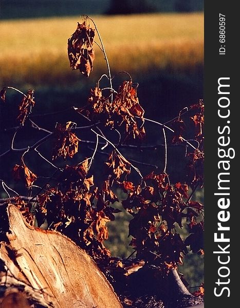 Closeup of a felled tree with autumn coloured leaves and a blurred grain field in the background yellow and ready for harvest. Closeup of a felled tree with autumn coloured leaves and a blurred grain field in the background yellow and ready for harvest.