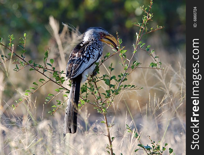 Southern Yellowbilled Hornbill (Tockus leucomelas) wild in Africa