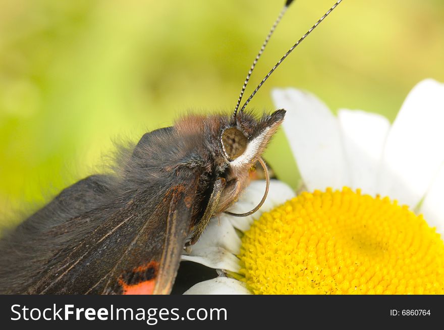 The Butterfly Sitting On A Camomile