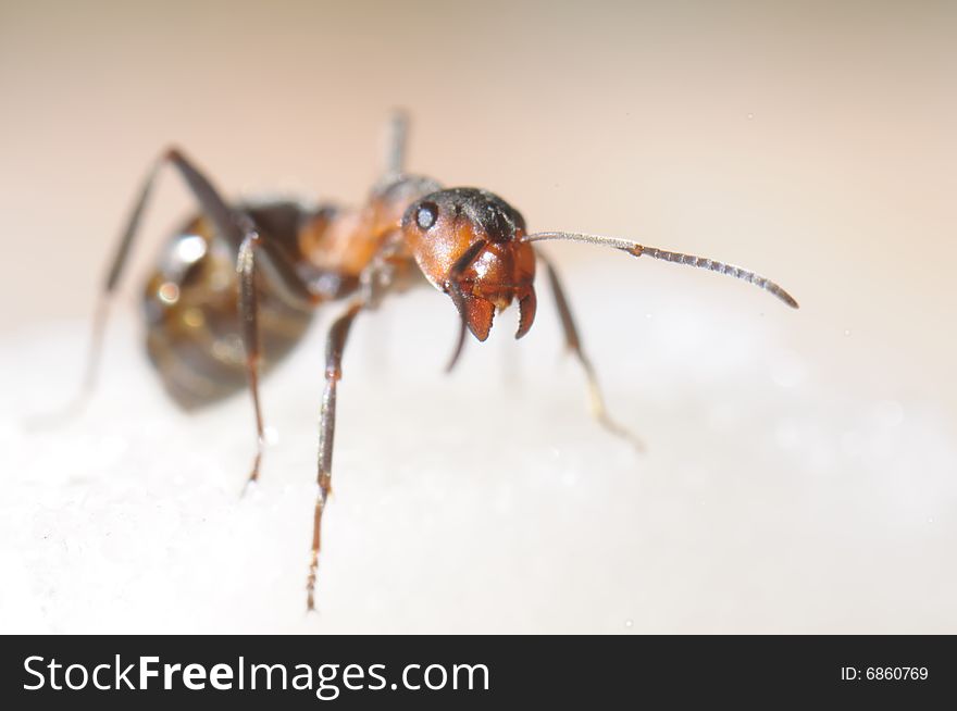 Red-haired Wood Ant