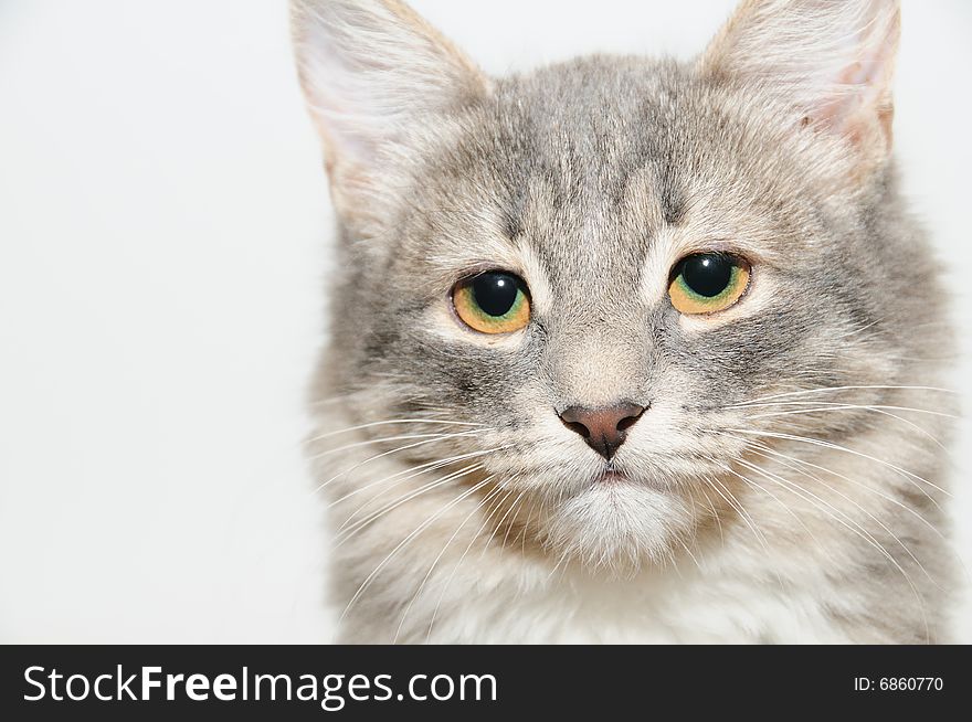 Close up portrait gray cat