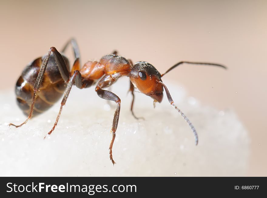 Red-haired wood ant and sugar piece. Macro