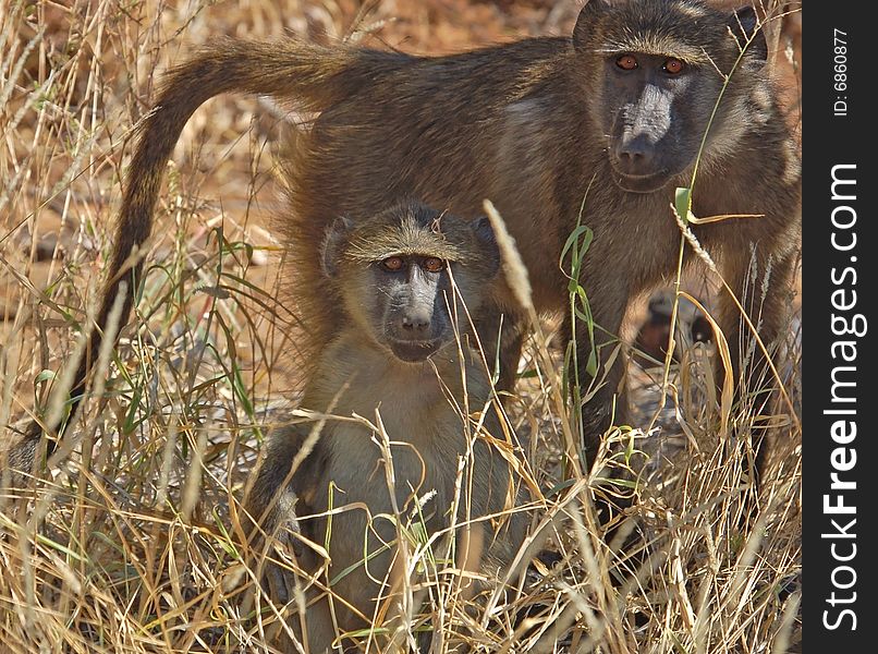 Two chacma baboons (Papio ursinus) wild in South Africa. Two chacma baboons (Papio ursinus) wild in South Africa