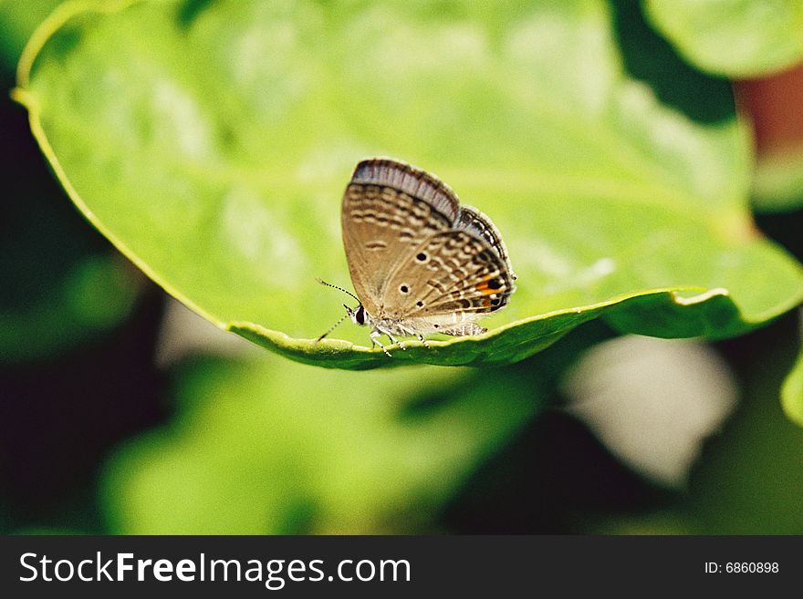 Tiny Butterfly On A Leaf
