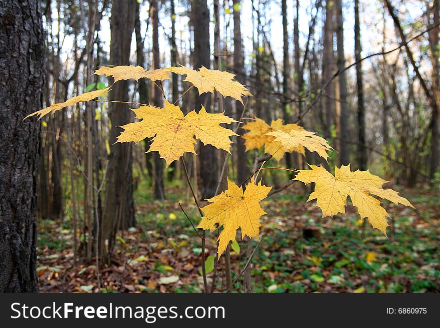 Little maple grows in autumn wood with yellow leaves. Little maple grows in autumn wood with yellow leaves
