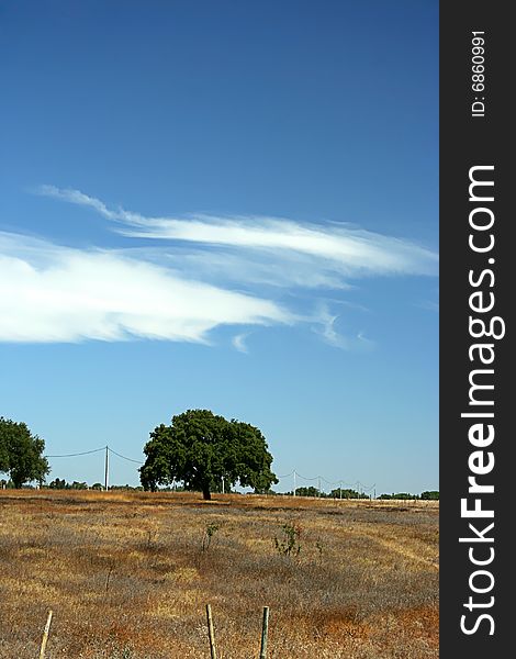 Lonely tree in alentejo - portugal - zen landscape