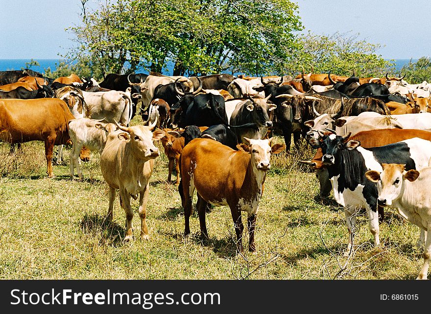 Image of cows in a field at the countryside. Image of cows in a field at the countryside