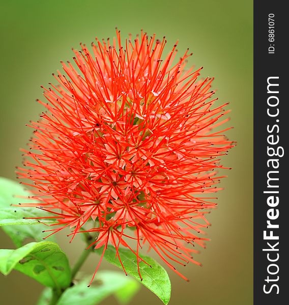 A nice rare red bushy flower in the near by garden.