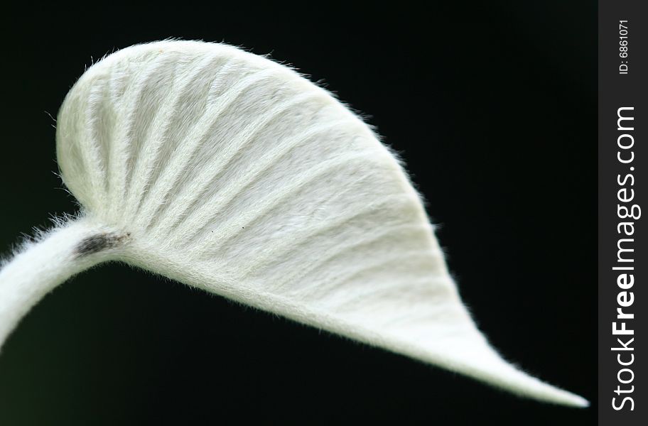 A young white hairy leaf in the near by garden. A young white hairy leaf in the near by garden.