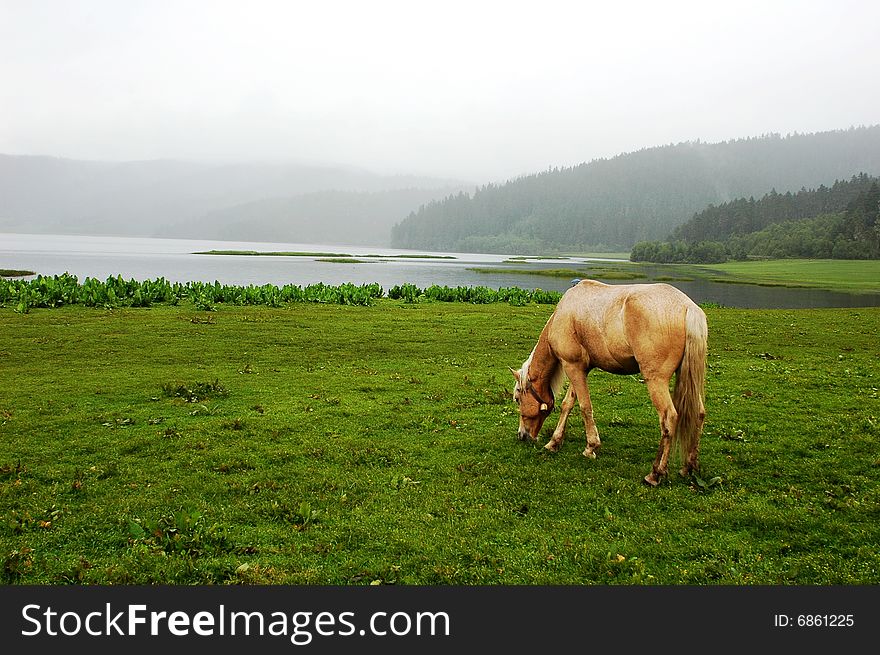 Meadows with a horse in Shangri-la,Yunnan,China, in a foggy morning. Meadows with a horse in Shangri-la,Yunnan,China, in a foggy morning