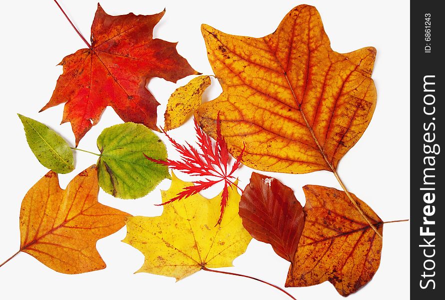 Autumnal tints leaves on white background. Autumnal tints leaves on white background