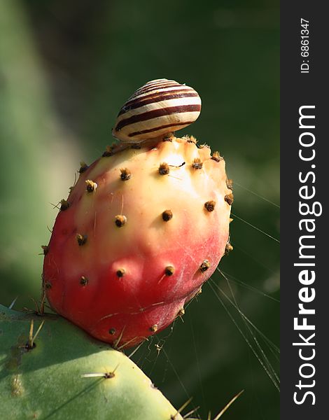 Indian Fig  Tree With Snail