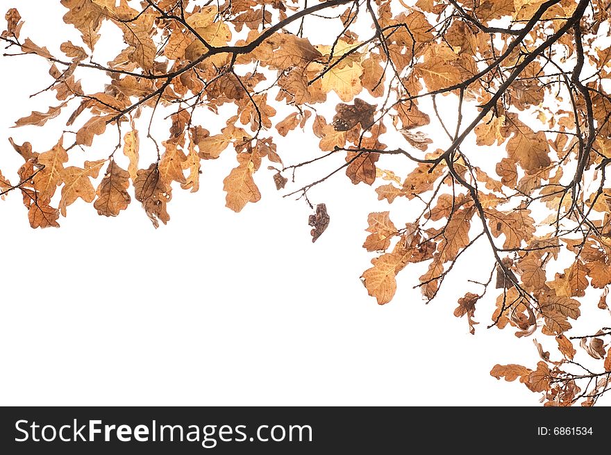 Yellow oak branch isolated on white