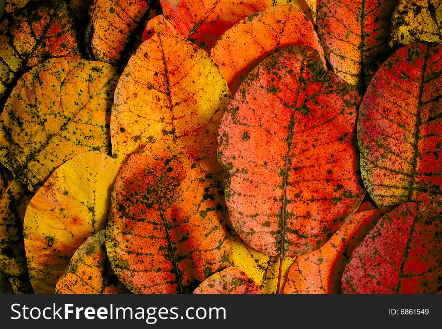 Autumn leaves 
red, orange and yellow
